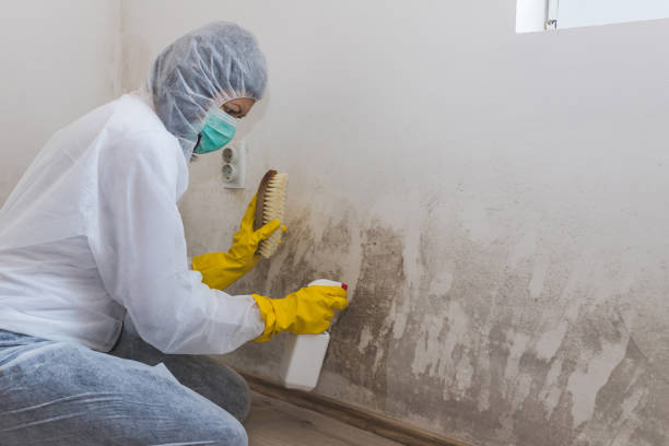 Best Black Mold Removal  in Congress, AZ