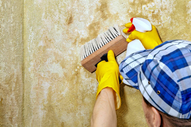 Mold Odor Removal Services in Congress, AZ