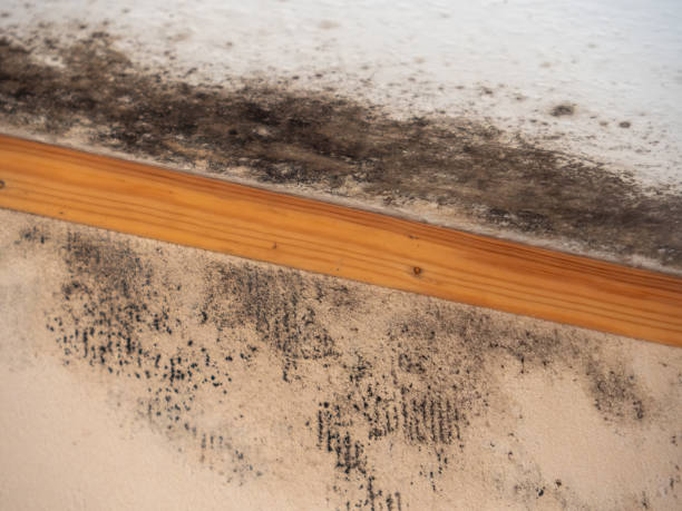 Dehumidification Services in Congress, AZ