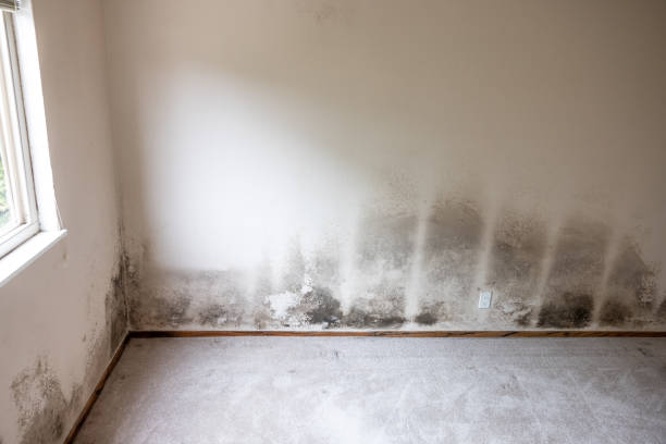 Best Mold Damage Restoration  in Congress, AZ