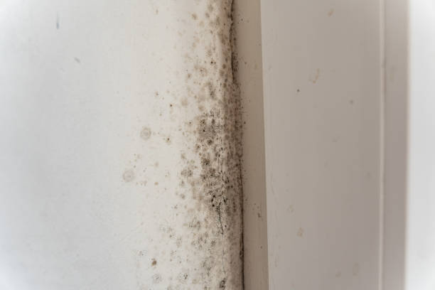 Best Dehumidification Services  in Congress, AZ