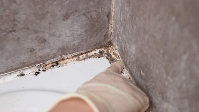 Best Air Quality Testing for Mold Spores  in Congress, AZ